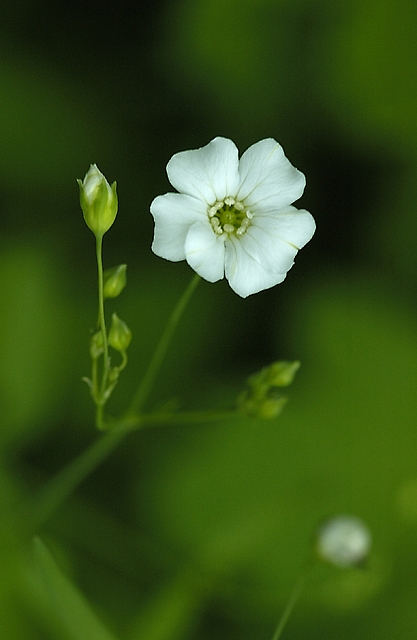 Very Little Field Flower