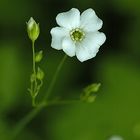 Very Little Field Flower