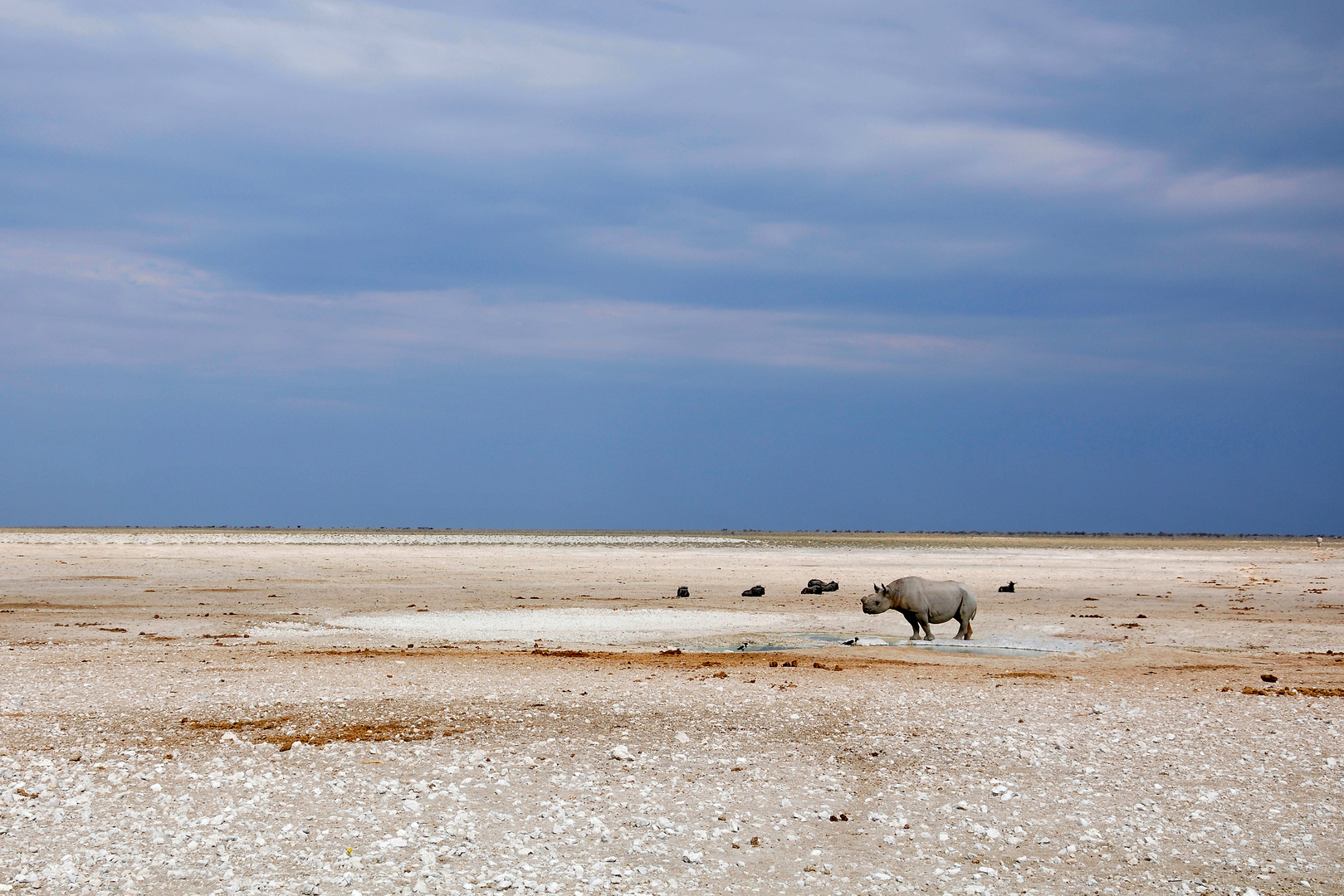 Very lonely rhino