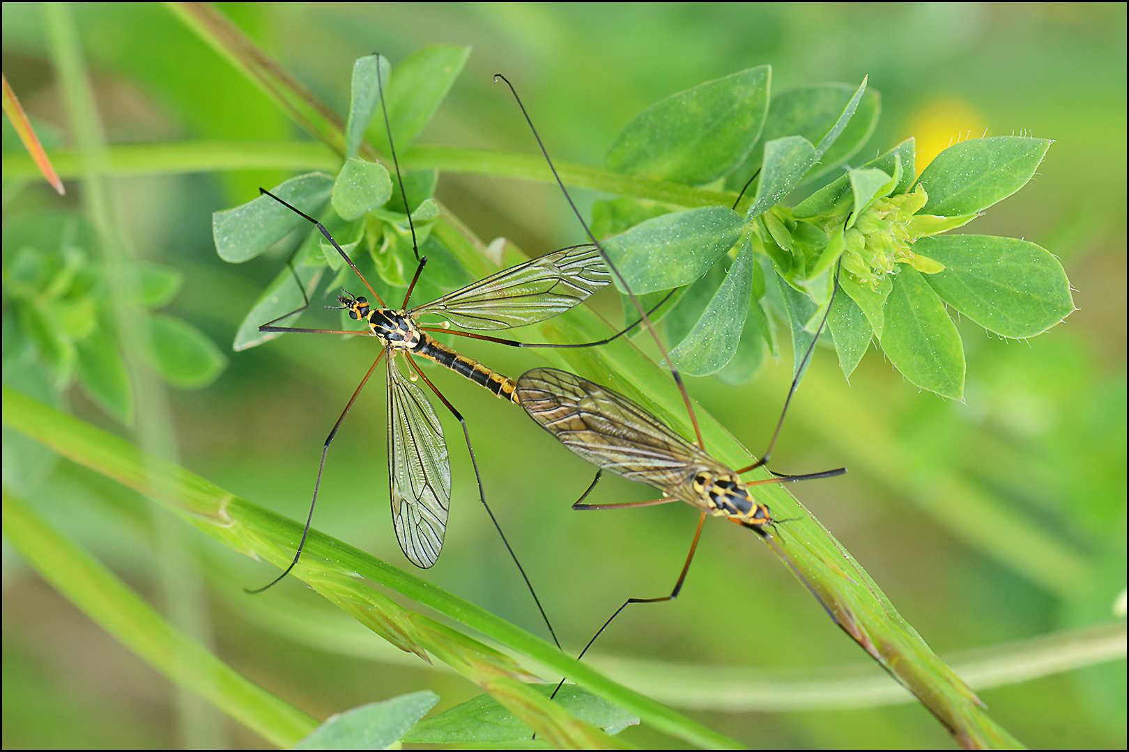 Very long legs . . .