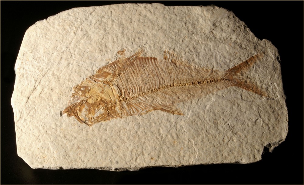 VERY OLD FISH