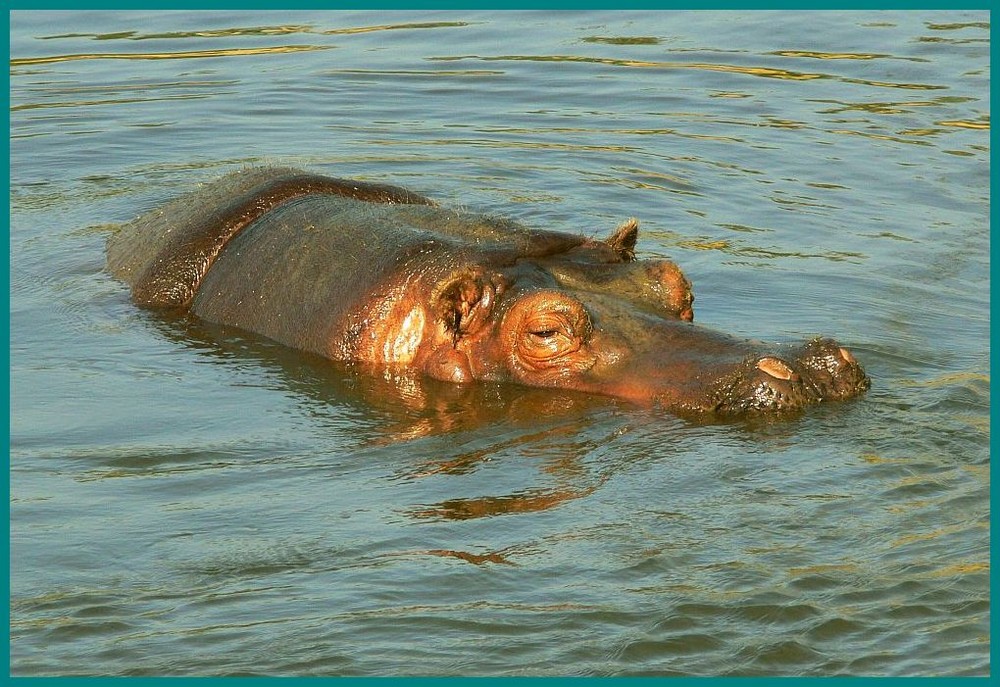 Very short Hippo