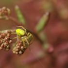 very small yellow spider