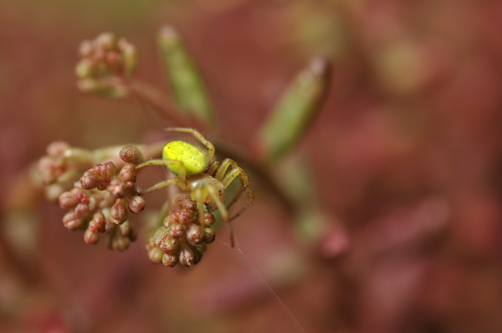 very small yellow spider