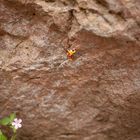 very tiny climber