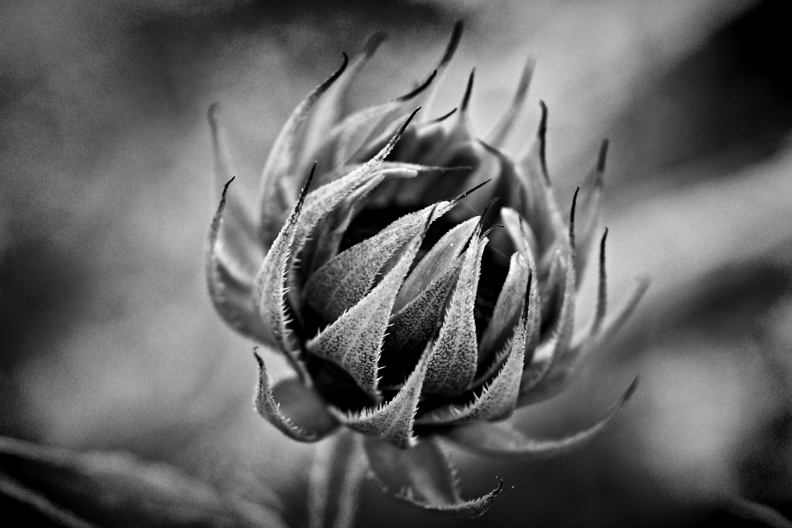 Very young sunflower black and white