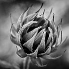 Very young sunflower black and white