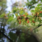 Very_Berry_Close_Up