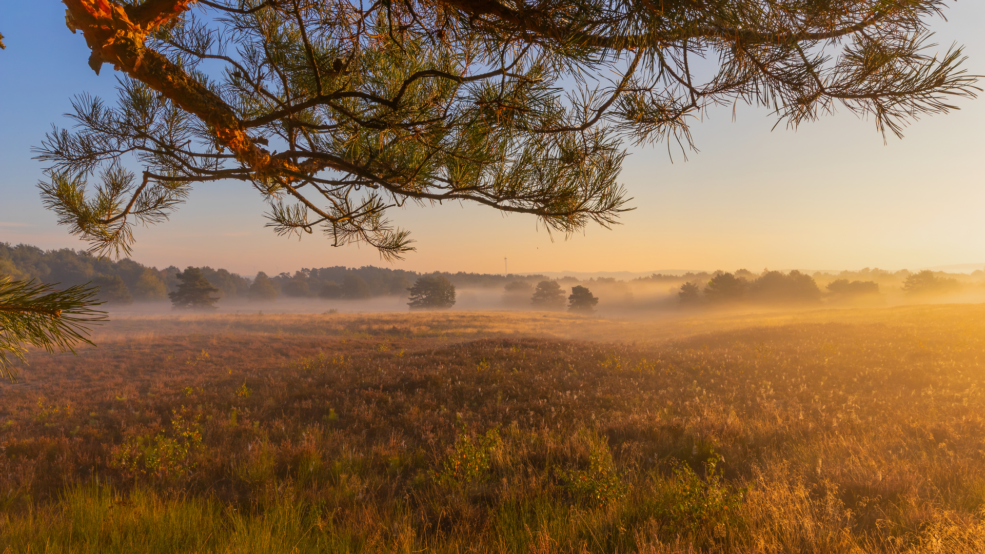 Verzauberte Heide