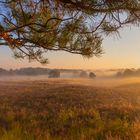 Verzauberte Heide