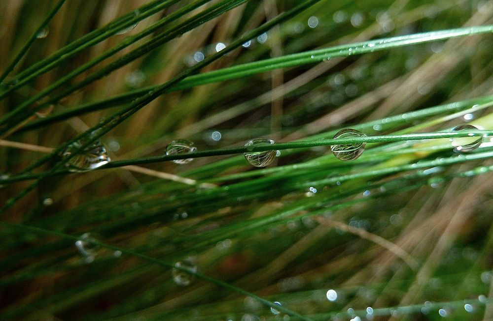 Verzauberte kleine Tropfenwelt