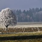 verzauberte Landschaft