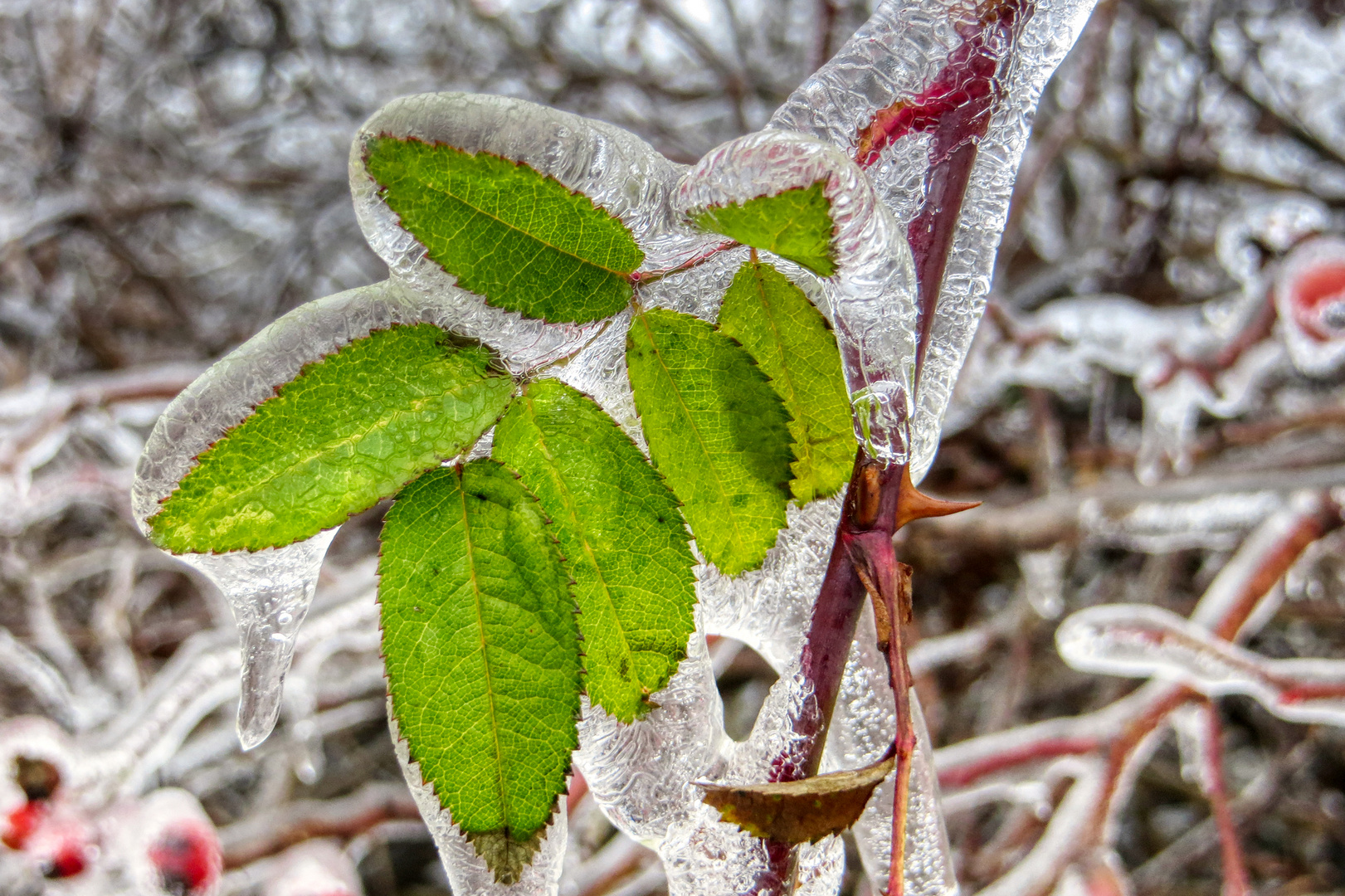 Verzauberte Natur