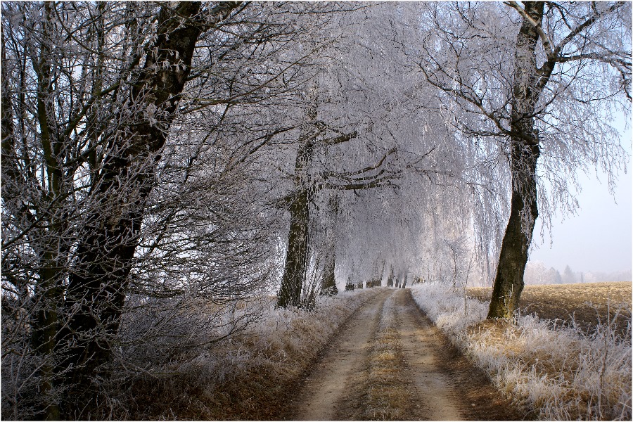 Verzauberte Natur