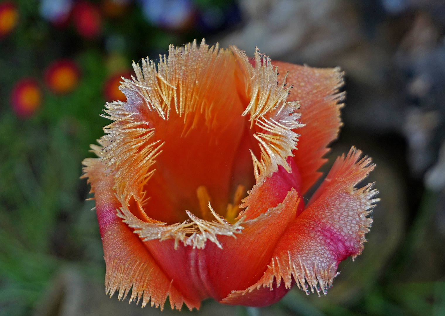 Verzauberte Tulpe