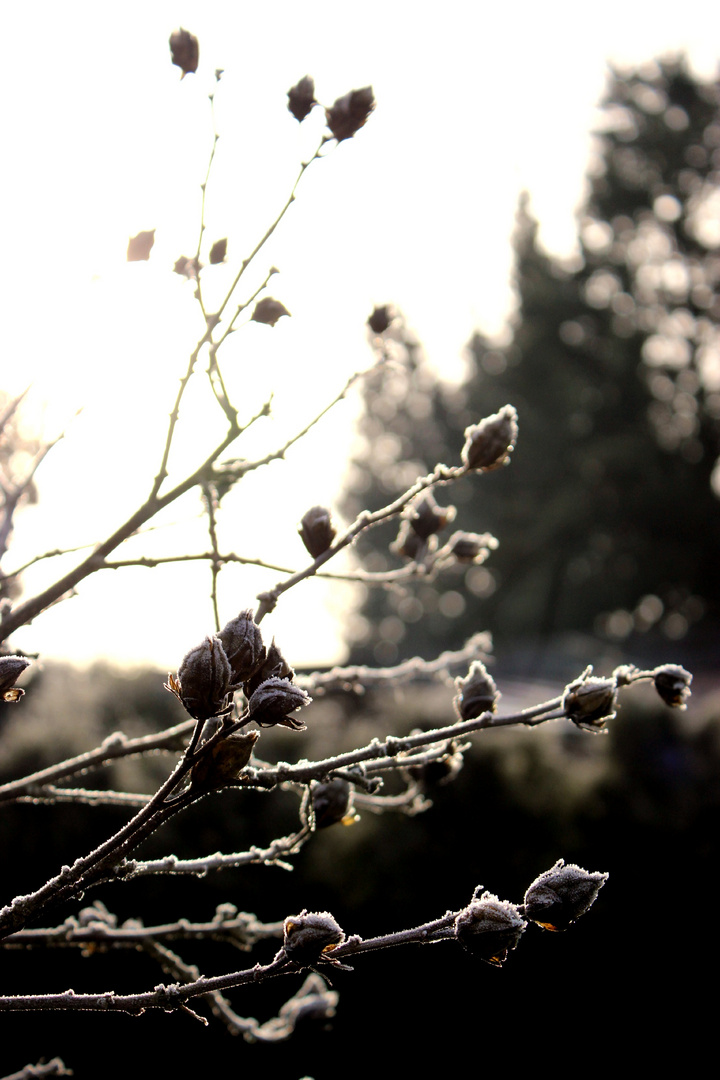 verzauberte... vertrocknete Blüten