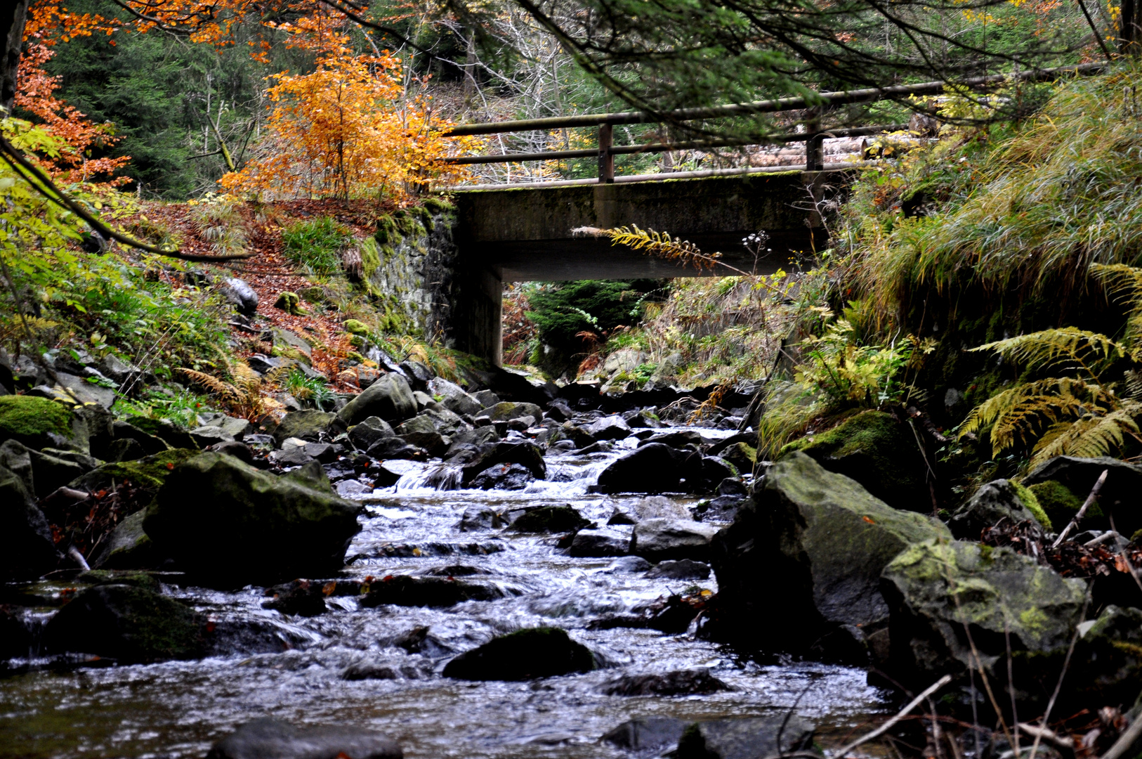 Verzauberte Welt im Harz