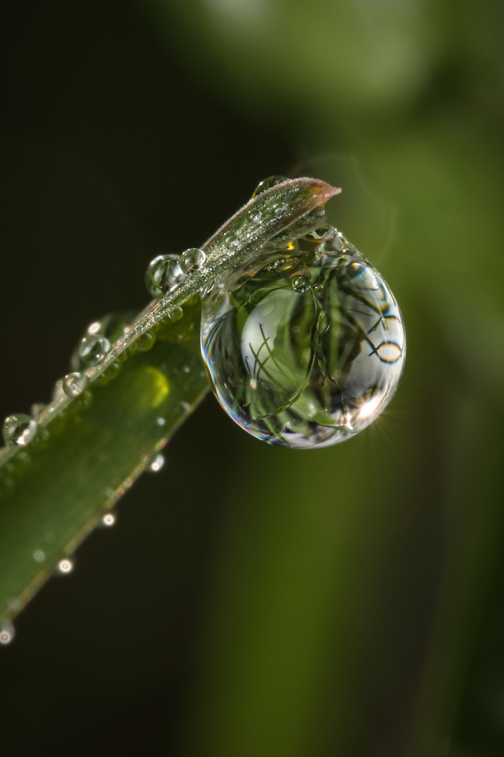 verzauberte Welt im Wassertropfen