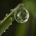 verzauberte Welt im Wassertropfen