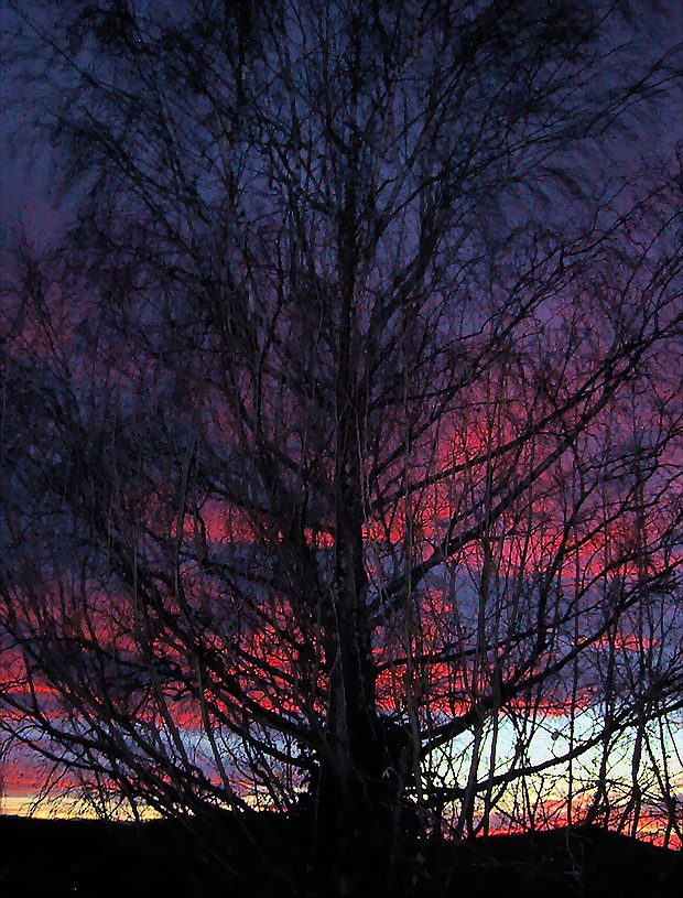 Verzauberte Winterbirke