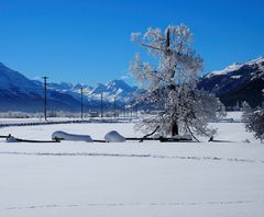 Verzauberter Baum