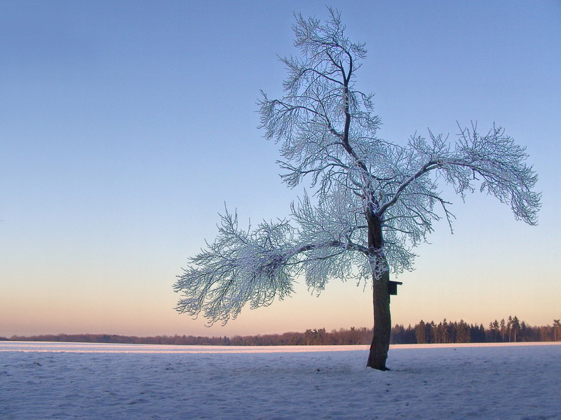 Verzauberter Baum in der Winterlandschaft