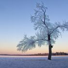 Verzauberter Baum in der Winterlandschaft