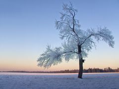 Verzauberter Baum in der Winterlandschaft