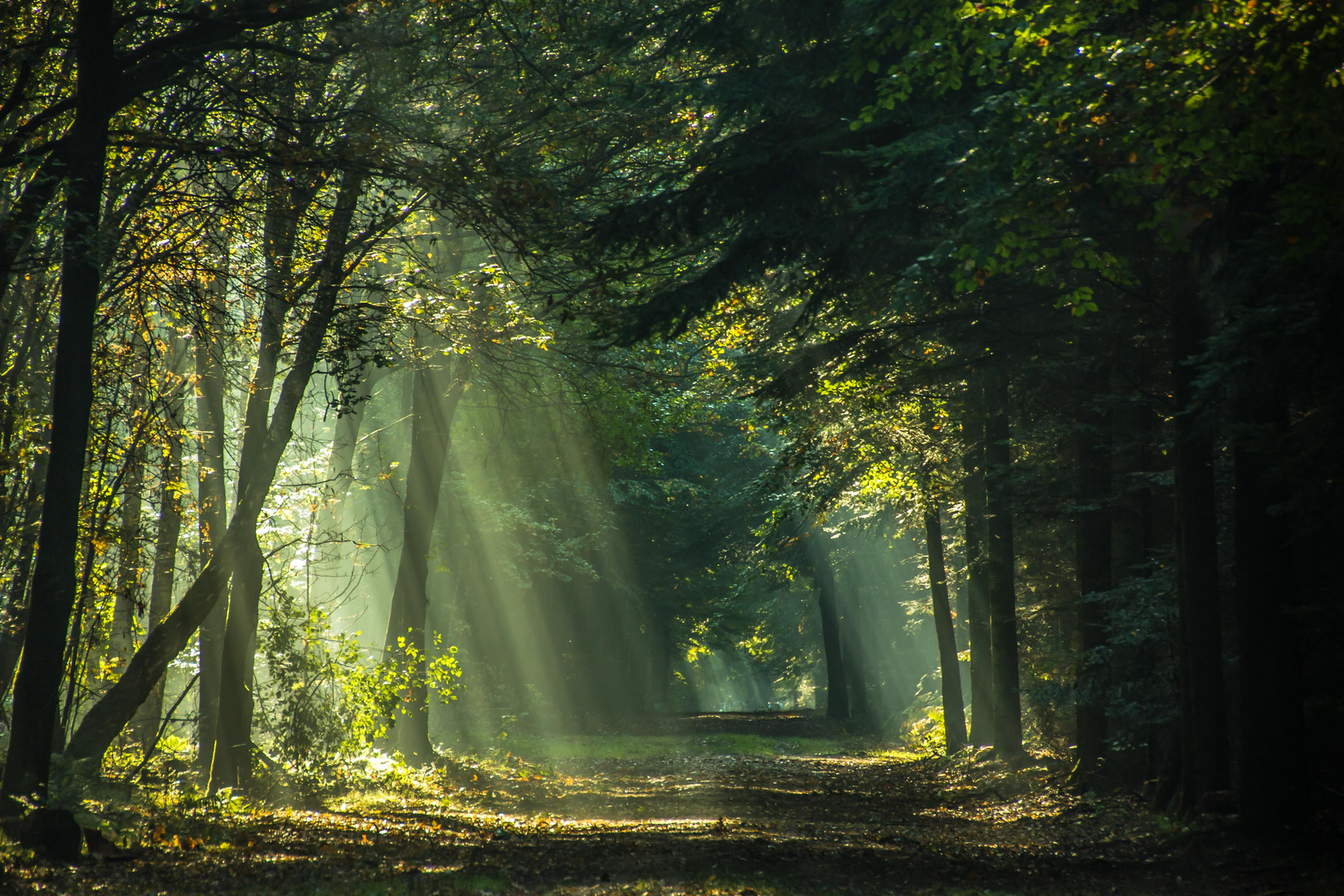 verzauberter Herbstwald