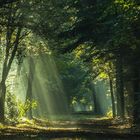 verzauberter Herbstwald