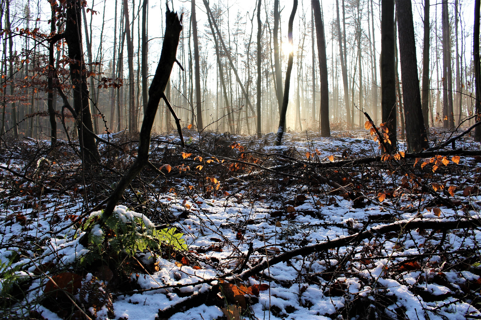 Verzauberter Wald 