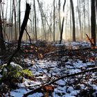 Verzauberter Wald 