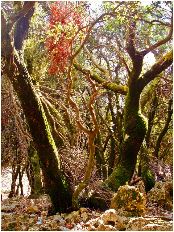 Verzauberter Wald