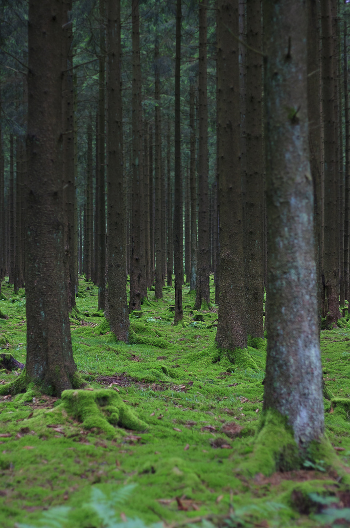 Verzauberter Wald