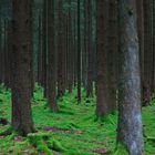 Verzauberter Wald