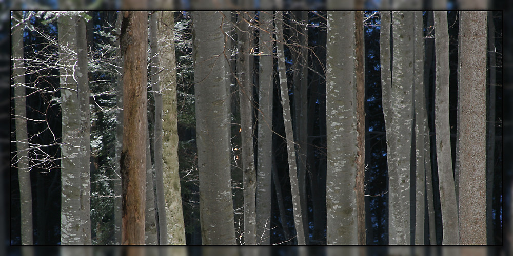 verzauberter Wald