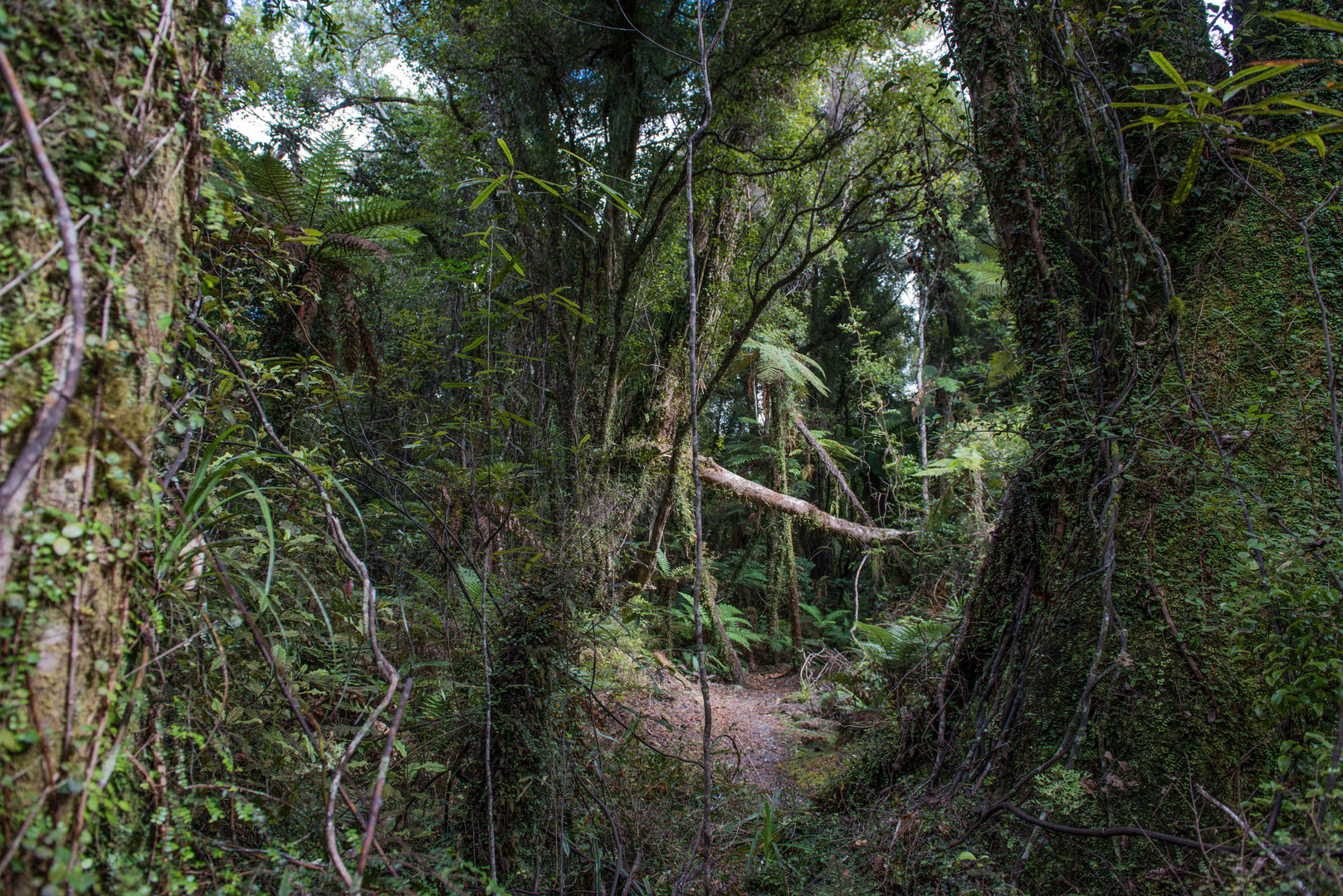 verzauberter Wald