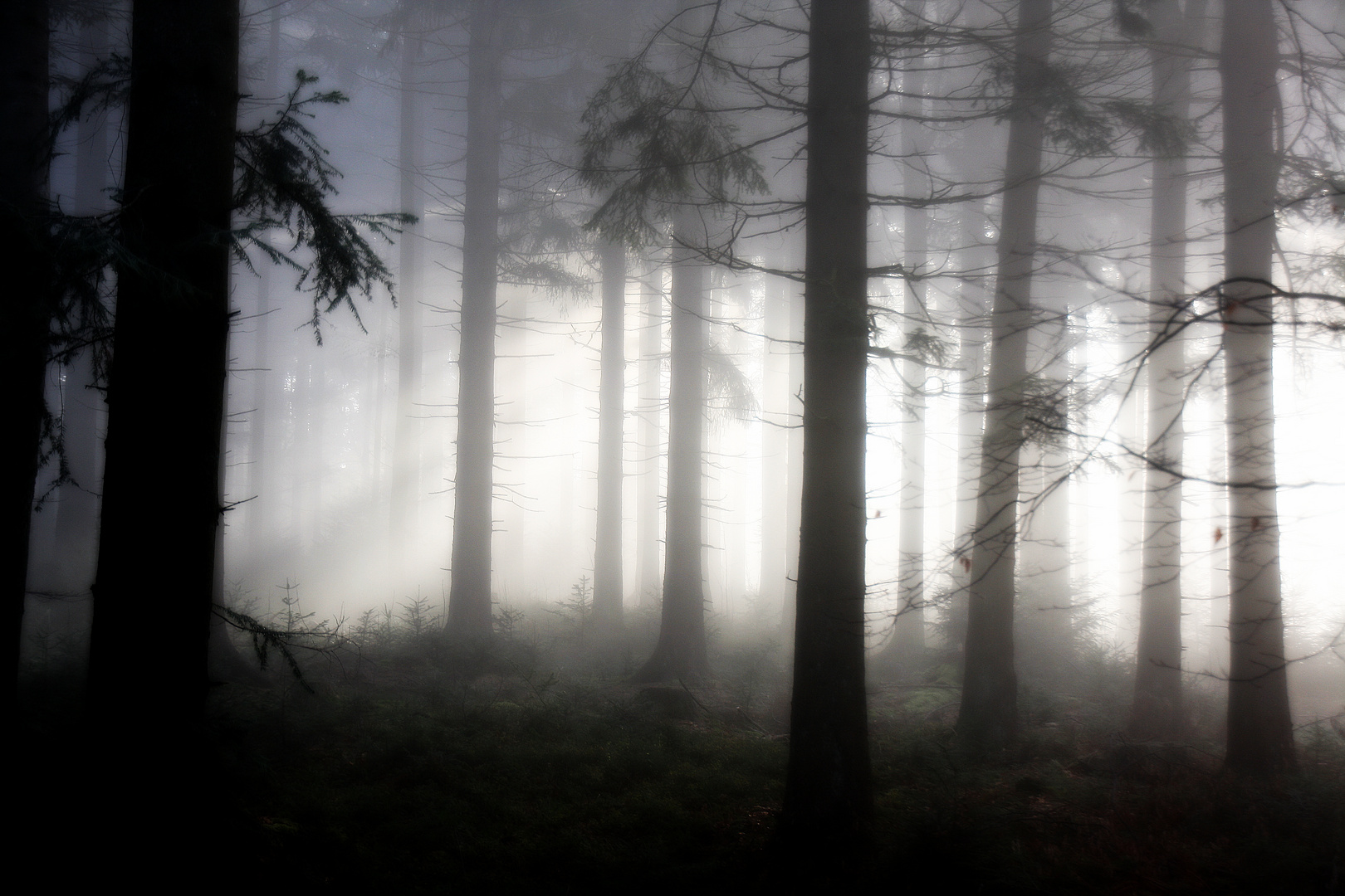 Verzauberter Wald