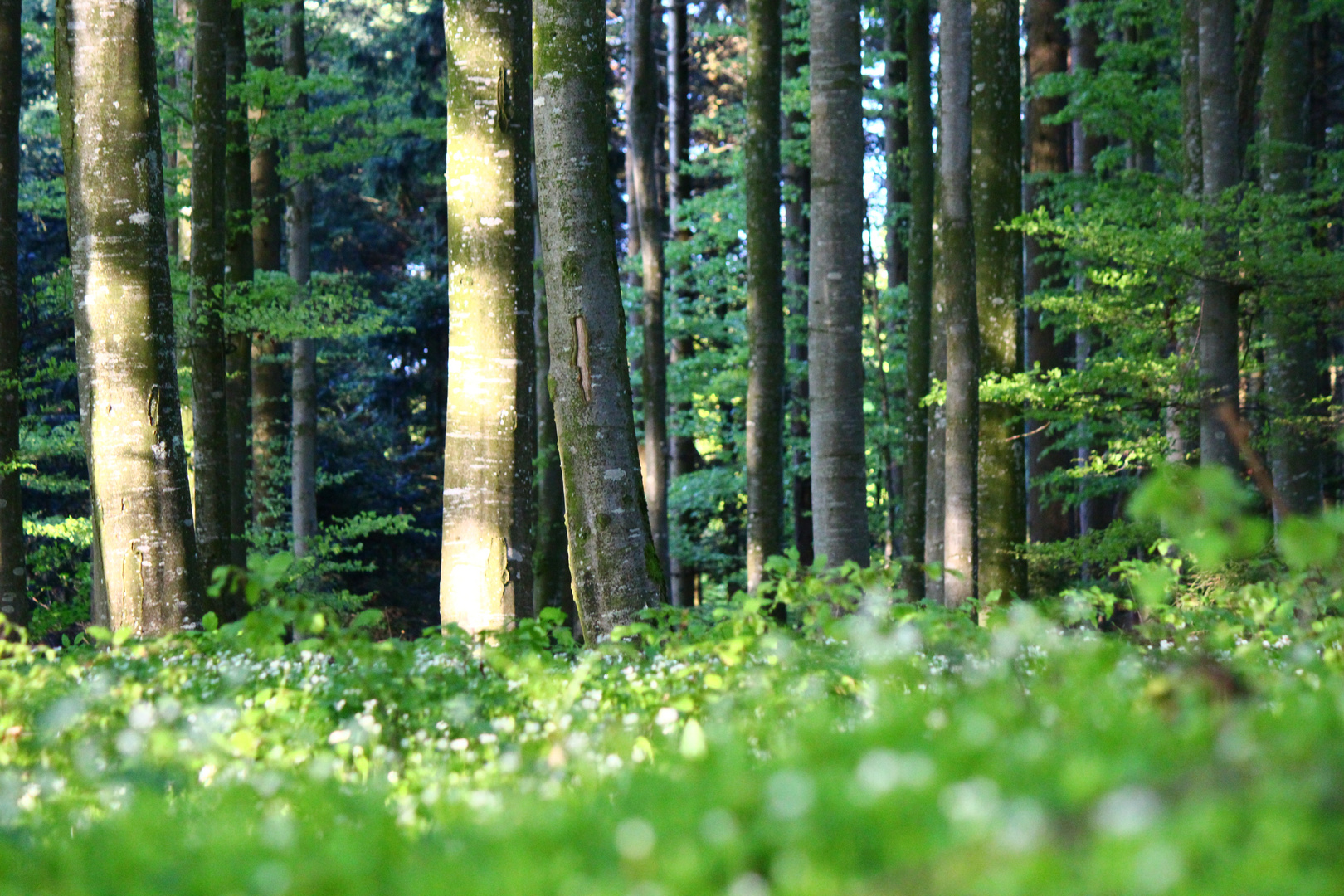 verzauberter Wald