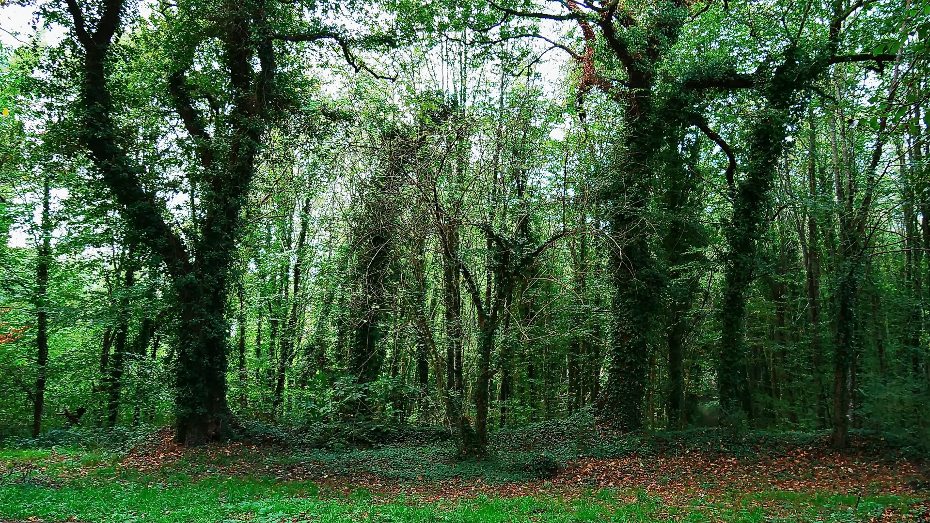 Verzauberter Wald