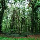 Verzauberter Wald