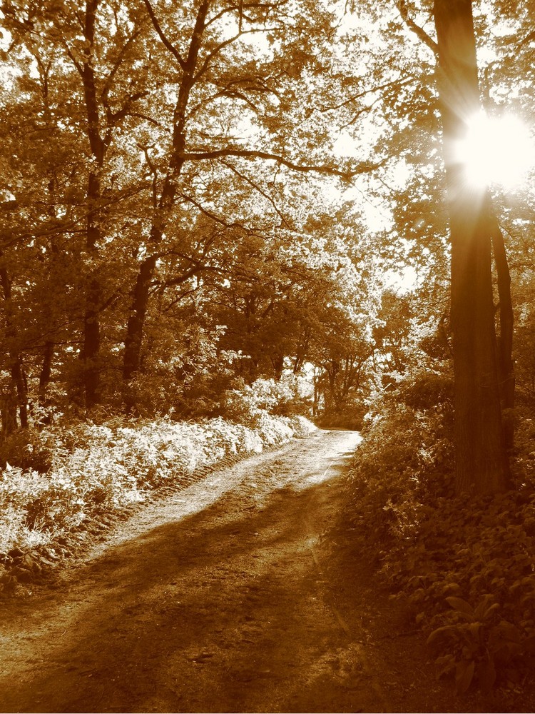 verzauberter Wald