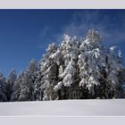 verzauberter Wald