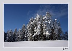 verzauberter Wald