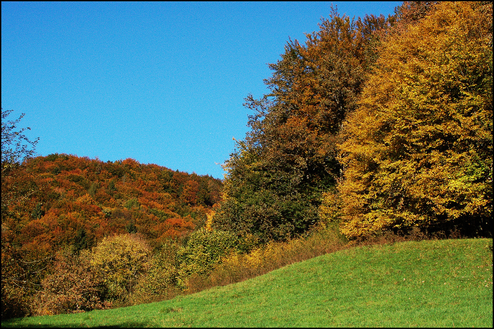 Verzauberter Wald I