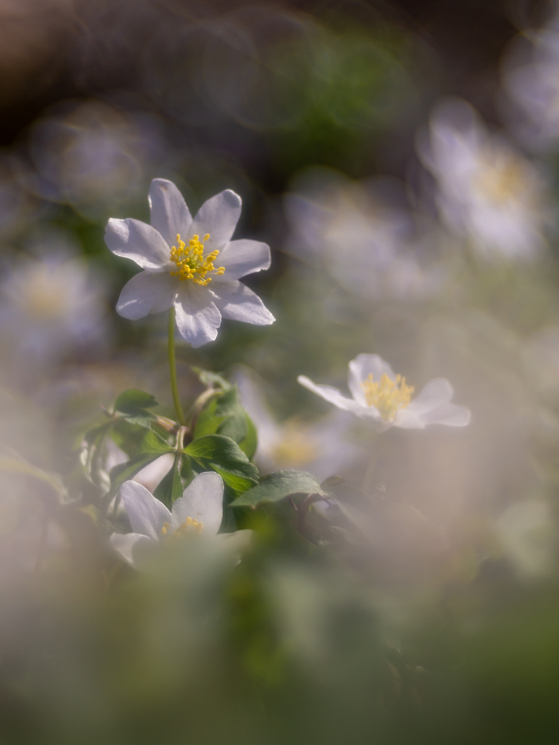 Verzauberter Waldboden