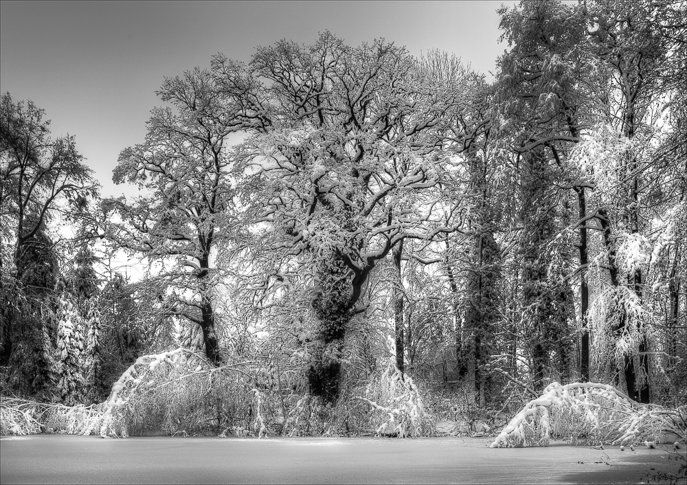 verzauberter Waldsee