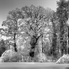 verzauberter Waldsee