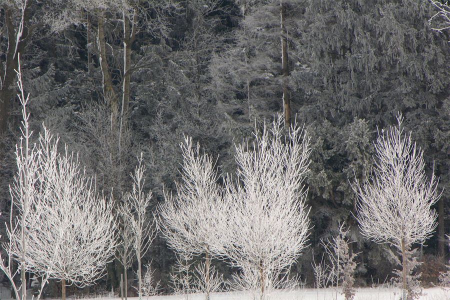 Verzauberter Winterwald