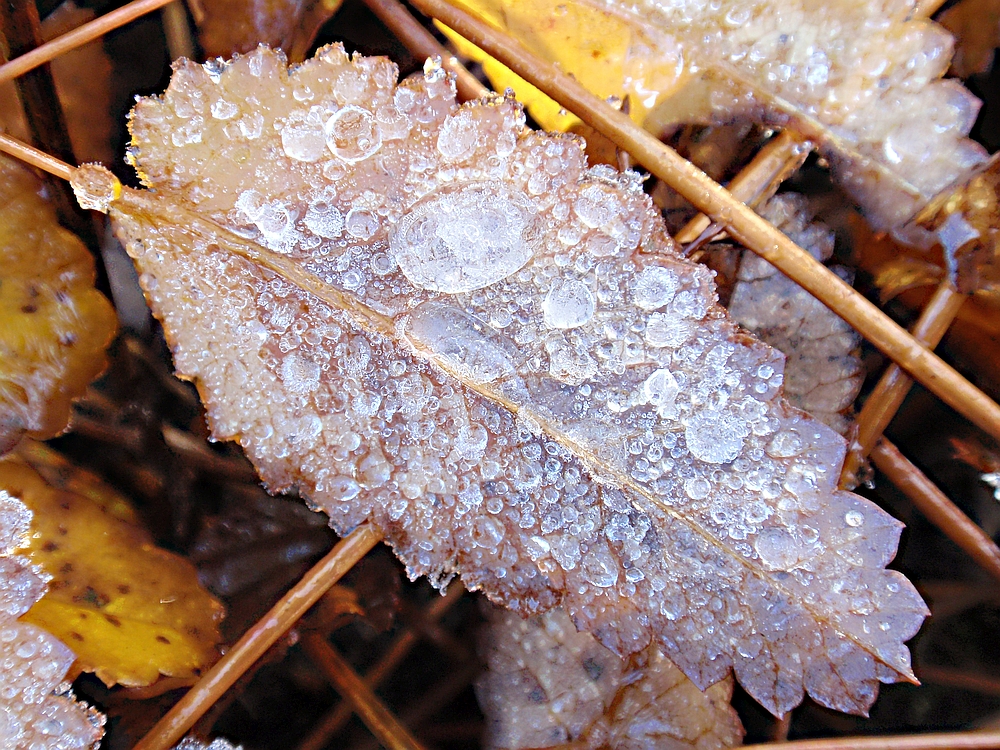 Verzaubertes Blatt (1) - Nach dem ersten Nachtfrost